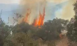 Aydın'da orman alev aldı
