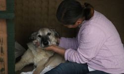 Felçli köpek Mazbut ile kedi İncir arasındaki bağ herkesi şaşırtıyor!