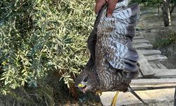 Hatay’da yaralı şahin tedaviye alındı