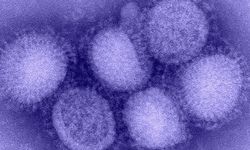 Kuzey Yarımküre'de 'H3N2' alarmı verildi!