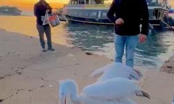 Sahile pelikan çıktı, o anlar renkli görüntülere sahne oldu!