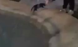 Sokak kedisine işkence ettiler!