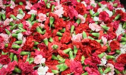 Tabak Kırma Yasaklandı: Yunanistan’a Türkiye’den Çiçek Yağmuru