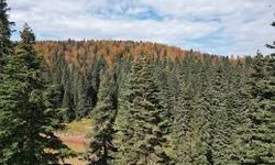 Bartın ve Karabük yaylalarında sonbahar bir başka!