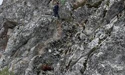 Dağda mahsur kalan keçiler kurtarıldı