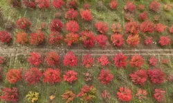 Bursa'daki meyve bahçelerinden renkli görüntüler