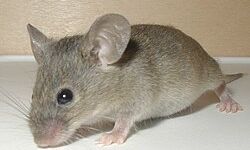 RÜYADA FARE GÖRMEK NE ANLAMA GELİR ?