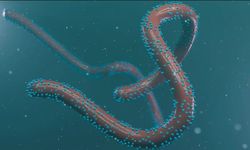 Marburg virüsü yayılıyor: Türkiye için risk var mı?