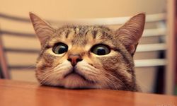 Kediler neden uzun uzun bakar?