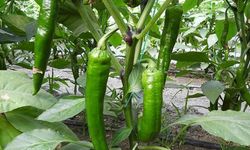 50 Bin Scoville’lik Samandağ Biberinde Hasat Heyecanı
