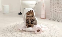 Kediler Neden Sahibini Banyoya Kadar Takip Ediyor?