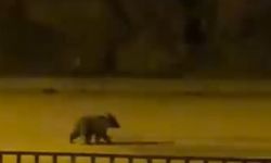 Yavru bozayı ilçede görüntülendi