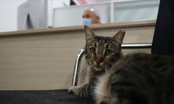 Sokak Kedileri Av Tüfeğiyle Vuruldu: Şüpheli Yargıda