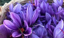 Konya’da Genç Girişimciden Topraksız Safran Devrimi