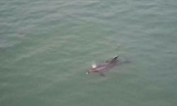 Balıkçı ağlarına takılan yunus karaya vurdu