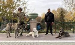 Dr. Serkan Berber, Türk Çoban Köpeklerini Dünyaya Tanıtıyor