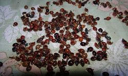 ABD’yi İstila Eden ‘Tehlikeli Uğur Böceği’: Isırıyor, Saldırıyor, Yamyamlaşıyor