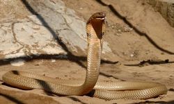 Rüyada Yılan Görmek Ne Anlama Gelir?