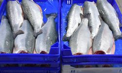 11 aylık Türk somonu ihracatı 164 milyon doları aştı