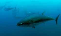 Türkiye’nin Orkinos Kotası Yüzde 20 Arttı