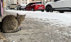 Doğu Anadolu’da kar sonrası dondurucu hava etkisini artırdı