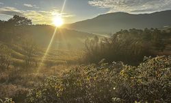 Gül bahçeleri sarı ve turuncuya büründü
