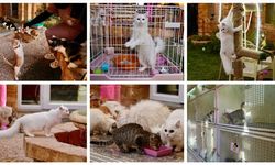 Libya'da 5 yıldızlı kedi oteli bulunuyor