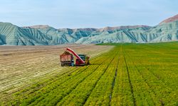 Nallıhan'da havuç hasadı başladı!