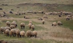 Tarımda Islah Projelerine 2,7 Milyar Lira Destek