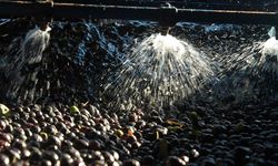 Zeytin sıkımında kullanılan su, 'altın su' olarak dönecek