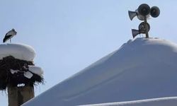 23 yıldır göç etmeyen leyleklere yenileri eklendi