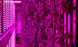 7 bin metrekareye eş değer dikey tarım laboratuvarı kuruldu