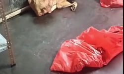 ABB'den 'çöp poşetinde ölü köpek' soruşturmasına yanıt!