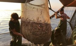 Av baskısı hamsi popülasyonunu göçe zorladı