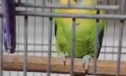 Çanakkale'de 9 papağan ele geçirildi!