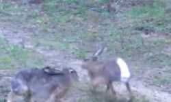 Edirne’de yaban tavşanları fotokapana yakalandı