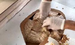 Gümrük Kapılarında Uyuşturucu Rekoru