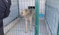 İple bağlanıp çekilen köpek, bakıma alındı