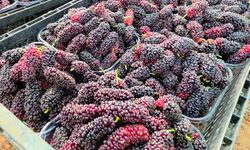 Karadut, yüz güldürüyor!