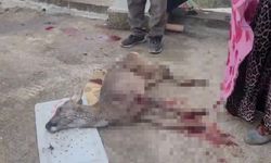 Ordu’da karacaya köpek saldırısı kamerada