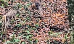 Ormanda gezinen geyikler kamerada