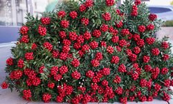 Yılbaşı çiçeği Kokina 500 liradan satılıyor!