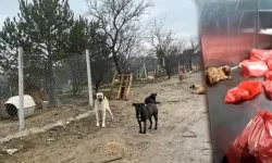 Barınakta çöp poşetlerindeki ölü köpekler için soruşturma!
