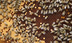 Başkent Üniversitesi, ABB ve Kahramankazan Belediyesi’nden Arıcılık Paneli