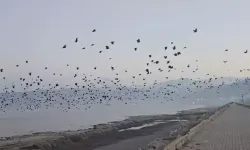 Gökyüzünde karga yoğunluğu görüldü