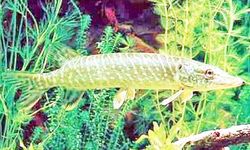 Turna balığı av yasağı başladı