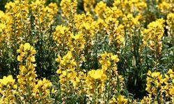 Türkiye’ye Özgü Nadir Bitki: Piyan-Eber Sarısı