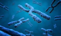 Y Kromozomu Yok Oluyor mu? "Erkekler Bitecek" İddiasına Uzmandan Net Cevap!