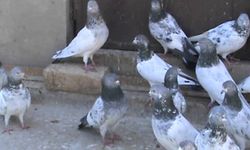 GÜVERCİNLERE HACİZ UYGULANDI