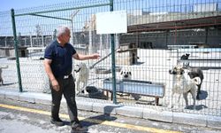 Mamak Belediyesi: Barınakta Rehin Alma İddiaları Asılsız!